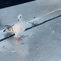 سلام دوتا کبوتر شامی کاکلی ماده درشت بدرنگ نر