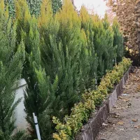 خدمات باغبانی فروش گل و گیاه باغچه کاری کاشت گل|خدمات باغبانی و درختکاری|تهران, هروی|دیوار