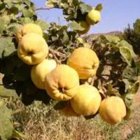 باغ1000-متری-اشترجان-برق-تکفاز-و-سهمیه-چاه-آب