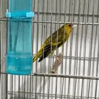 سهره قناری استاد ، دهن  خرم آبادی