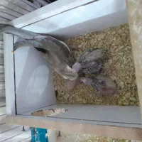 عروس هلندی مولد|پرنده|روانسر, |دیوار