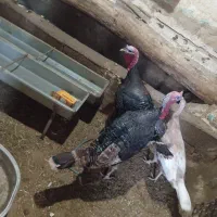 بوقلمون سه ساله|حیوانات مزرعه|دیواندره, |دیوار