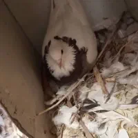 کفتر|پرنده|خرمشهر, |دیوار