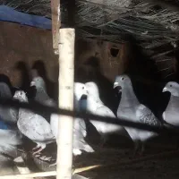 کفتر فروشی|پرنده|جلگه ماژان, |دیوار