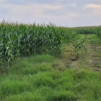 فروش زمین کشاورزی با پمپ برقی