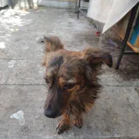 سگ کلاسیک|سگ|فولادشهر, مسکن مهر فولادشهر|دیوار