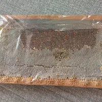 عسل + موم ( طبیعی )|خوردنی و آشامیدنی|حمیدیا, |دیوار