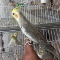 فروش تعدادی پرنده سالنی