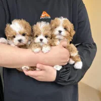 پودل کراس|سگ|تهران, جنت‌آباد مرکزی|دیوار