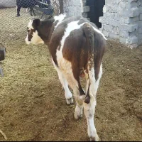 گاوو۲تاگوسالهسیمینتال|حیوانات مزرعه|فیروزآباد (فارس), |دیوار