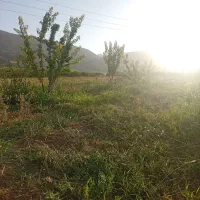 فروش یک قطعه باغ در چغاخور
