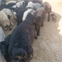 بره مخصوص