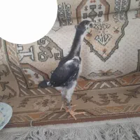 جوجه لاری اوشامو