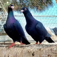 جفت کلاغ عطیقه با جوجه