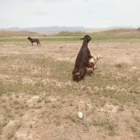 قوچ  قره قزل