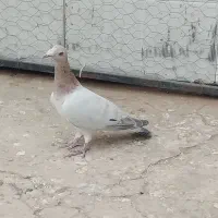 کفتر پرنده|پرنده|قزوین, |دیوار