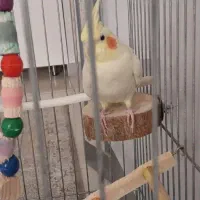 عروس هلندی|پرنده|کرج, شهرک فهمیده|دیوار