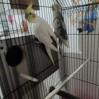 جفت طوطی ملنگو و جفت برزیلی و دو جفت عروس هلندی|پرنده|بندر امام خمینی, |دیوار