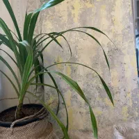 تابلو دکوراتیو