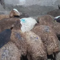 بره نر وماده با هم به فروش میرسد|حیوانات مزرعه|صحنه, |دیوار