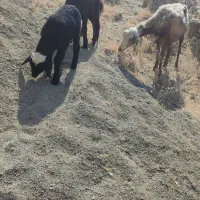 میش با دوتا بره