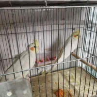 یک جفت عروس هلندی