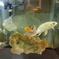 ماهی کوی سوپر باله