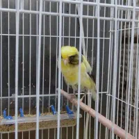 قناری ابلغ رسمی|پرنده|تفت, |دیوار