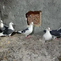 کبوتر جوجه کویتی|پرنده|تربت‌حیدریه, ترمینال|دیوار