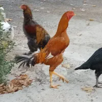 خروس لاری|حیوانات مزرعه|نسیم‌شهر, |دیوار