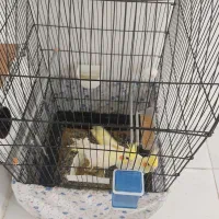 جفت عروس هلندی نروماده زعفرانی