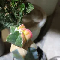 کاکتوس|گل و گیاه طبیعی|شاهین‌شهر, طالقانی|دیوار