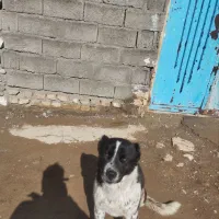 سرابی ۵ ماهه