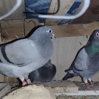 گم شده