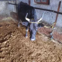 گاو حامله|حیوانات مزرعه|توتکابن, |دیوار