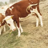 گاو زایده سیمیتال با گوساله نر و گستر سیمیتال