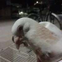 کبوتر سفیدسینه سار کله عما ۷۰۰