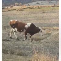 فروش سه عدد گوساله نر