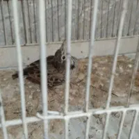 آواز خان|حراج|حاجیلار, |دیوار