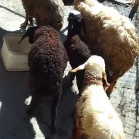شیشک ۳شیره میش بره جوان قیمت مفت