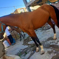 اسب مادیان ۸ما آبستن|حیوانات مزرعه|فریدونشهر, |دیوار