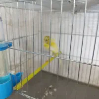 قناری نر یه سرفری ویژه یه سرجیبر|پرنده|ری, فیروزآبادی|دیوار