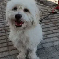 سگ شینزو،شناسنامه دار