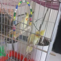 عروس هلندی ماده|پرنده|اهواز, کیانشهر|دیوار