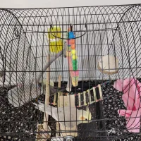 یک جفت عروس هلندی زیبا