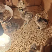 جوجه‌مرغ۲نژاد‌گلین‌وابریشمی