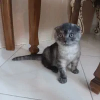 گربه خانگی|گربه|مشهد, رضاشهر|دیوار