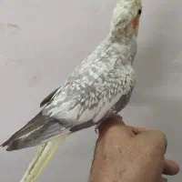 عروس هلندی مرواریدی|پرنده|خمینی‌شهر, |دیوار