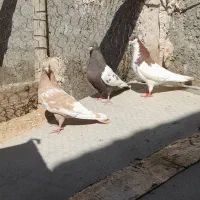 کفتر|پرنده|شیراز, شهرک بهار|دیوار