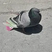 کبوتر بپر و بازیکن|پرنده|اصفهان, کارلادان|دیوار